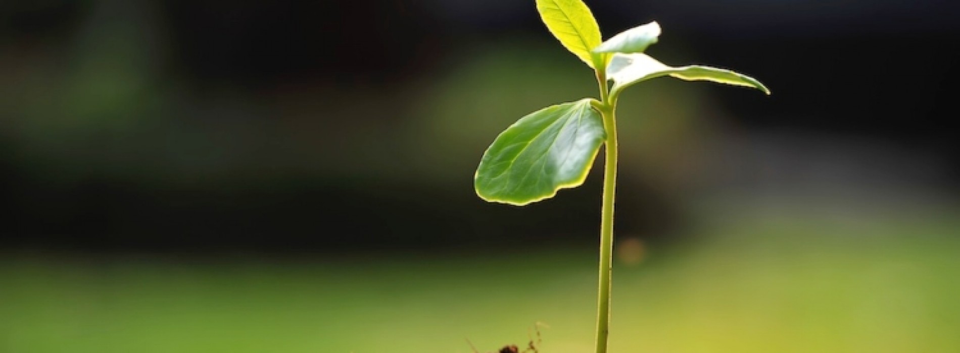 FEDAGRO SI BATTE PER LA LEGALITA’ DELL’AGROALIMENTARE